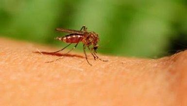 https://web.archive.org/web/20221207030631im_/https:/www.sap.org.ar/uploads/comunidad/prevencion-de-las-picaduras-de-mosquitos-219.jpg